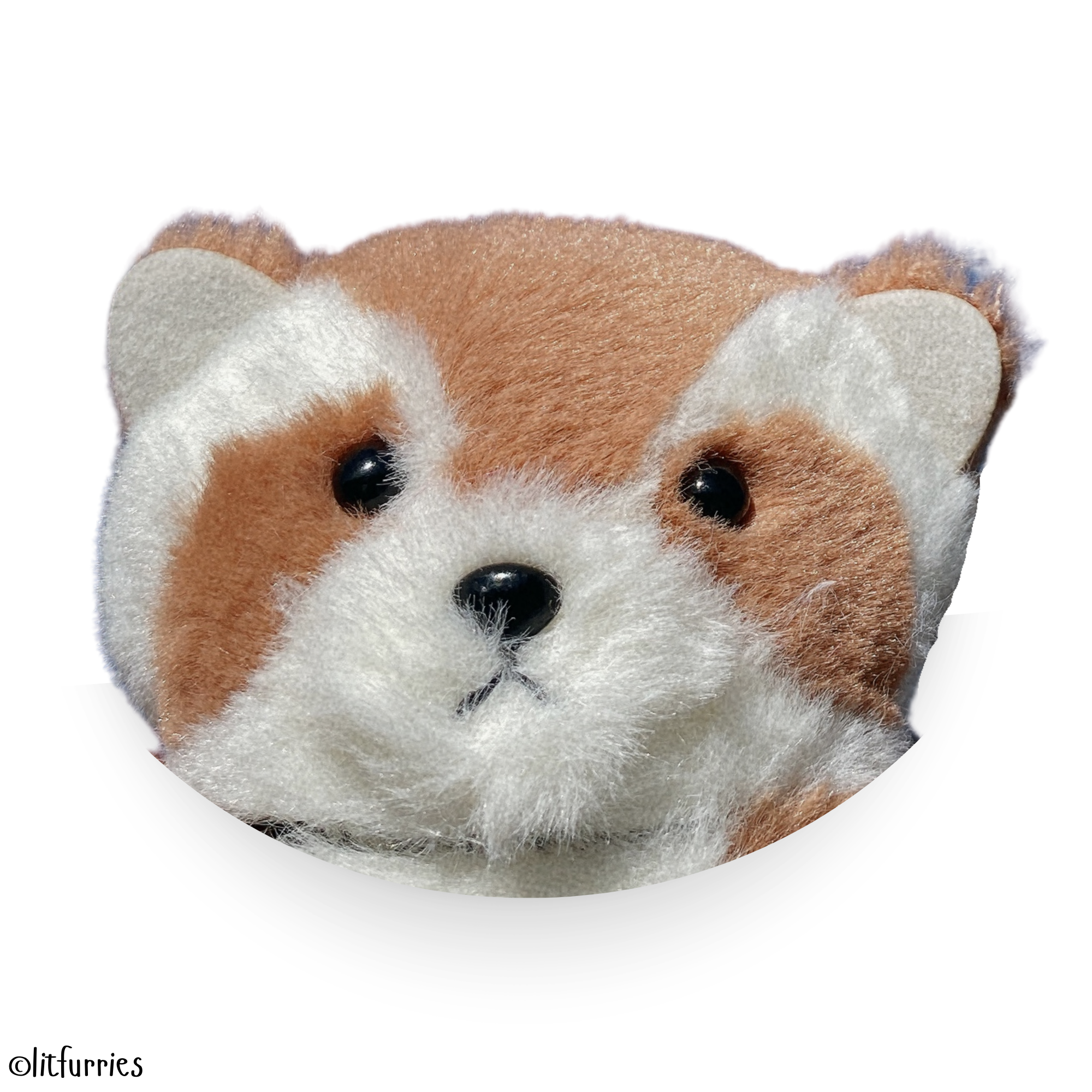 Raccoon